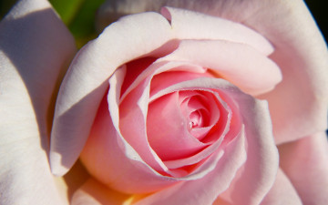 Картинка цветы розы бутон макро лепестки роза нежность