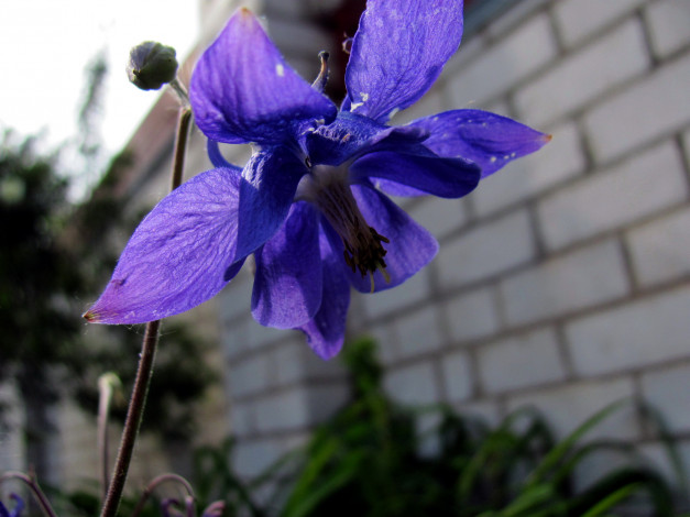 Обои картинки фото цветы, аквилегия , водосбор, синий