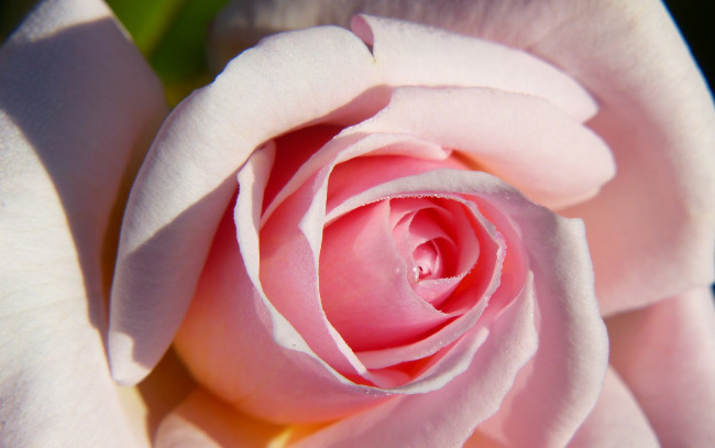 Обои картинки фото цветы, розы, бутон, макро, лепестки, роза, нежность