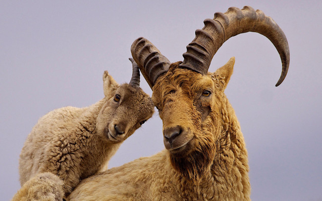 Обои картинки фото животные, козы, рога, кавказский, горный, козёл