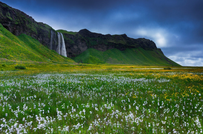 Обои картинки фото природа, водопады, исландия, скалы, цветы, трава, водопад
