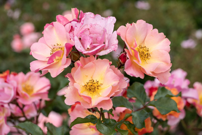 Обои картинки фото цветы, розы, цветение, лепестки, листья, роза, розовая