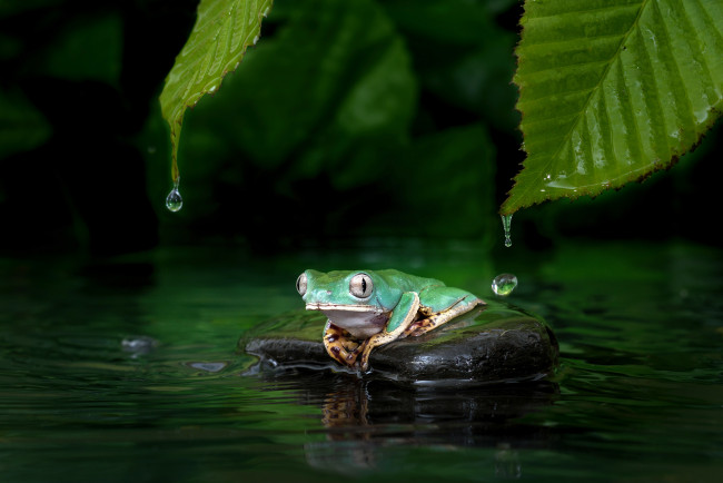 Обои картинки фото животные, лягушки, вода, окрас, лягушка