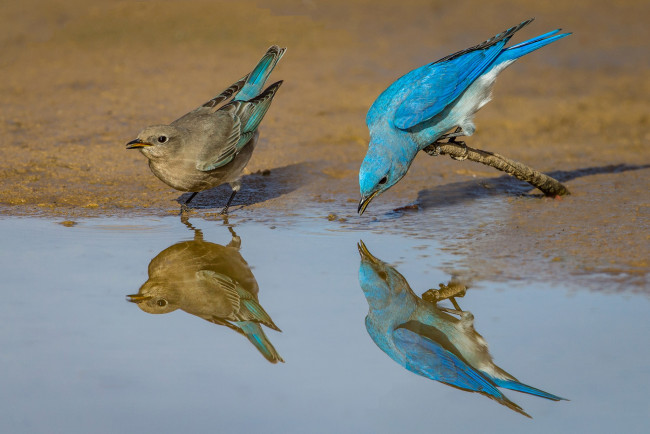 Обои картинки фото животные, птицы, голубая, сиалия, птица, отражение, перья, пара