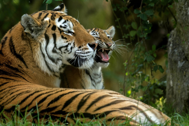 Обои картинки фото животные, тигры, отдых, кошка, амурский, тигр