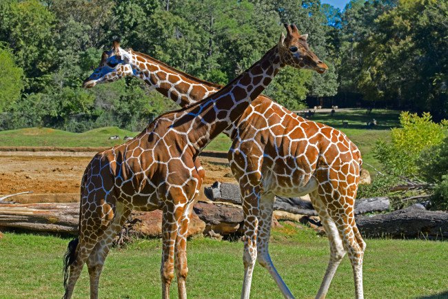 Обои картинки фото животные, жирафы, окрас, жираф, рисунок, животное