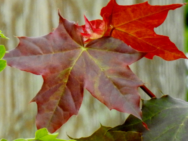 Обои картинки фото природа, листья, лист, кленовый