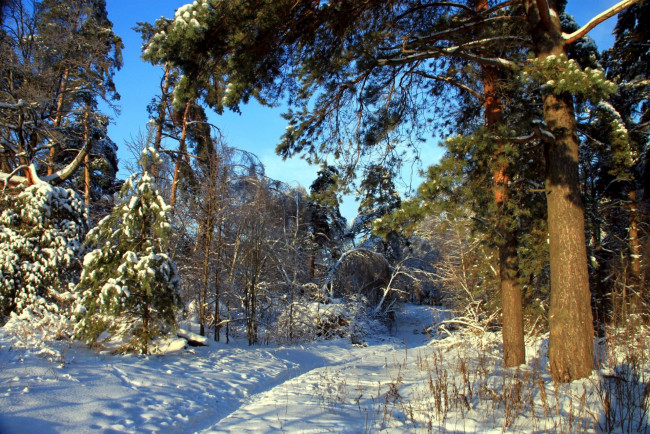 Обои картинки фото природа, зима, деревья, снег, лес