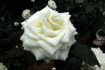 Картинка цветы розы белая роза капли
