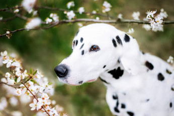 Картинка животные собаки далматинец