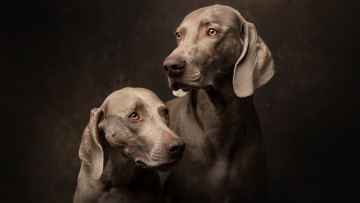 Картинка животные собаки