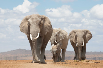 Картинка животные слоны