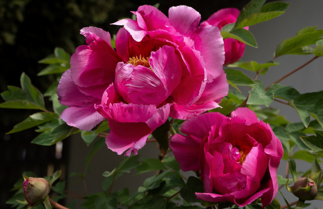 Обои картинки фото цветы, пионы, розовые, макро, дуэт
