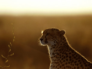 Картинка afterthoughts cheetah животные гепарды