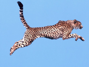 Картинка air time cheetah животные гепарды