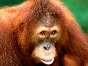 Картинка being coy sumartran orangutan животные обезьяны