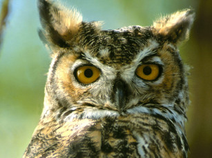 Картинка great horned owl montana животные совы