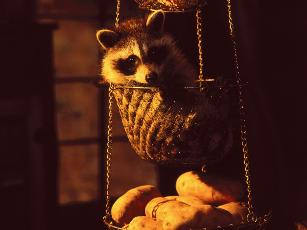 Обои картинки фото hanging, basket, raccoon, животные, еноты