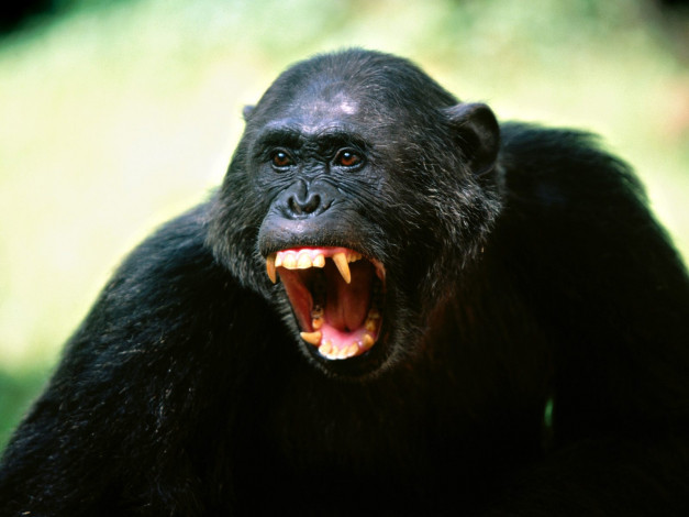 Обои картинки фото his, opinion, chimpanze, животные, обезьяны