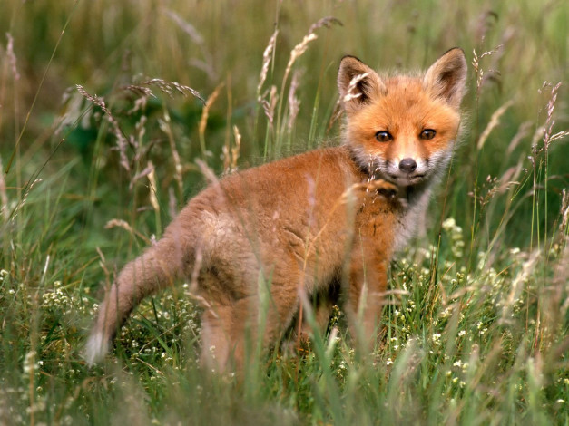 Обои картинки фото red, fox, kit, in, meadow, животные, лисы