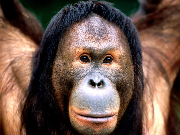 Обои картинки фото right, eyes, borneo, orangutan, животные, обезьяны