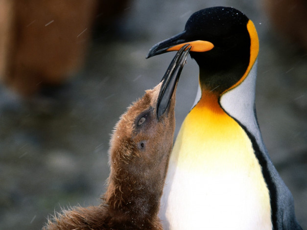 Обои картинки фото животные, пингвины