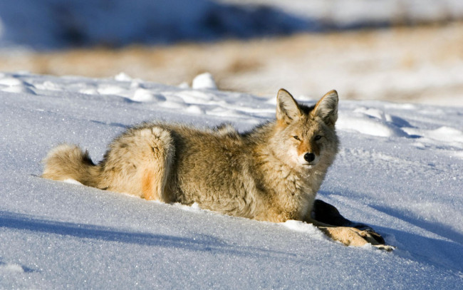Обои картинки фото животные, волки, койот, снег