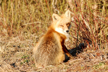 Картинка животные лисы хвост рыжий солнце