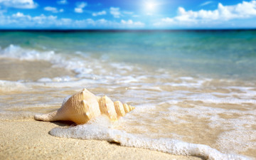 Картинка разное ракушки кораллы декоративные spa камни песок ракушка волны
