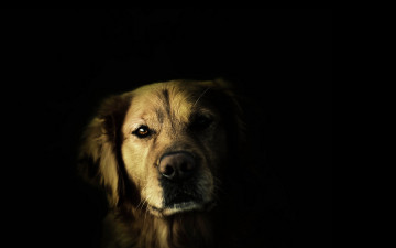 Картинка животные собаки фон взгляд собака