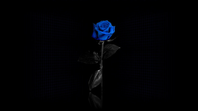 Обои картинки фото цветы, розы, роза, темный, голубой