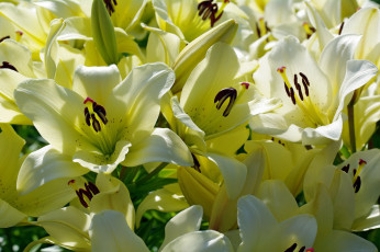 Картинка цветы лилии +лилейники жёлто-белые букет макро