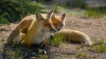 Картинка животные лисы лисенок лиса