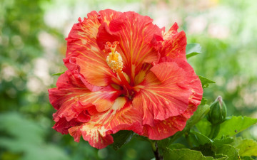 Картинка цветы гибискусы красавица лепестки оранжевый макро китайская роза гибискус