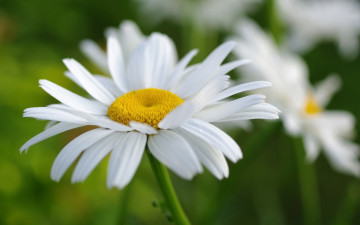Картинка цветы ромашки лето белая лепестки ромашка макро