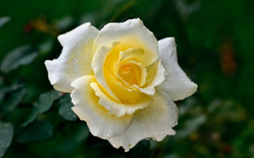 Картинка цветы розы лепестки цветок роза капли роса