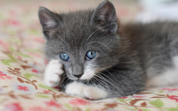 Картинка животные коты лапки котенок глазки