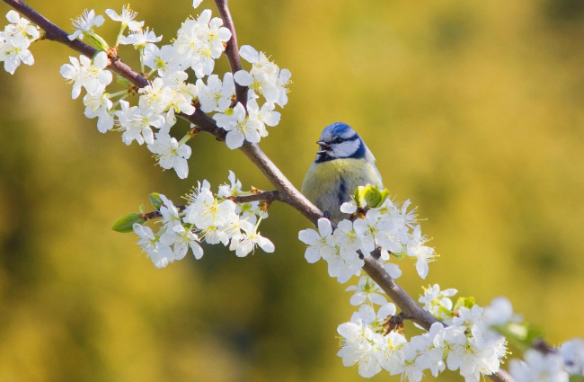 Обои картинки фото животные, синицы,  лазоревки, синица, вишня, цветение, весна, ветка