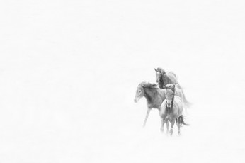 Картинка рисованное минимализм фон природа кони