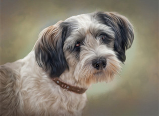 Картинка рисованное животные +собаки ошейник