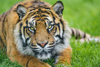 Картинка животные тигры суматранский тигр лужайка трава