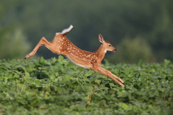 Картинка животные олени животное кусты прыжок олень