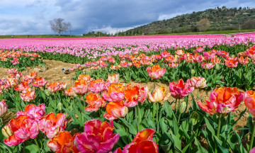 Картинка цветы тюльпаны поле розовый цвет