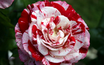 Картинка цветы розы пестрая роза макро