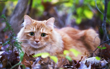 Картинка животные коты листва