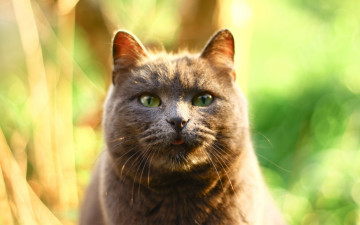 Картинка животные коты профиль