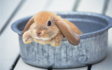 Картинка животные кролики +зайцы миска милый кролик