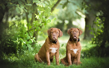 Картинка животные собаки две бордоский дог природа пара