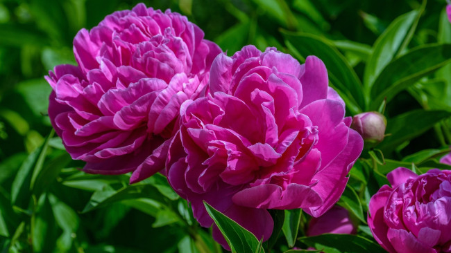 Обои картинки фото цветы, пионы, розовый