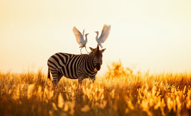 Обои картинки фото животные, разные вместе, зебра, саванна, цапли